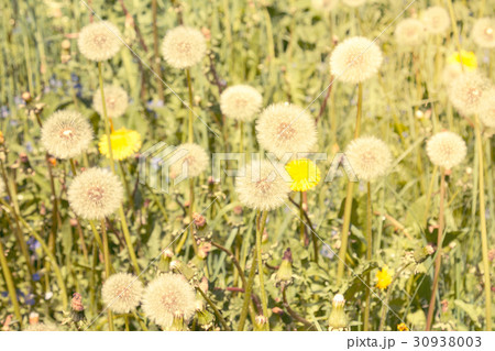 Air dandelions on summer field 30938003