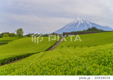 富士山と茶畑、茶摘みの頃 30938058
