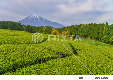 富士山と茶畑、茶摘みの頃 富士山と茶畑、茶摘みの頃 30938061