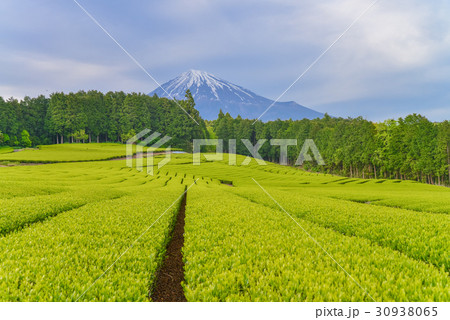 富士山と茶畑、茶摘みの頃 富士山と茶畑、茶摘みの頃 30938065