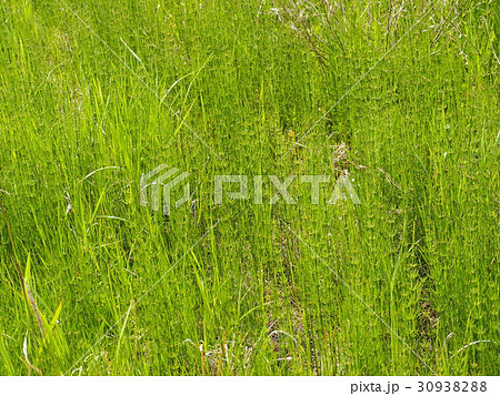 スギナ 30938288
