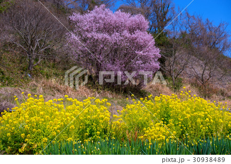 桜 桜 30938489