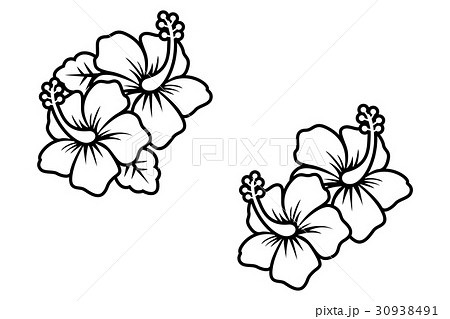 ダウンロード済み ハイビスカス イラスト 白黒 ただ素晴らしい花