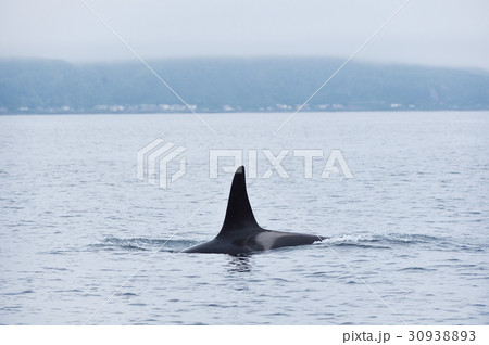北海道の海を泳ぐシャチの写真素材 3093