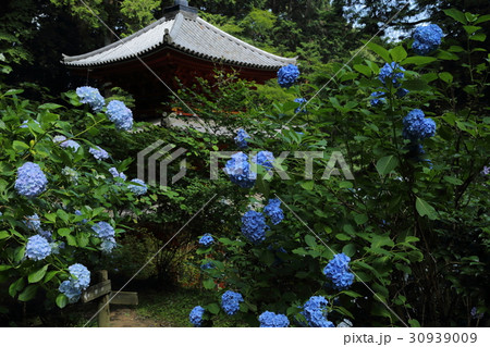 岩船寺　紫陽花と三重塔 30939009