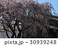 博物館前の枝垂桜 30939248