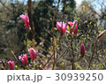 紫木蓮 30939250