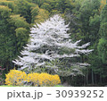 桜と竹林とレンギョウ 30939252