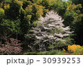 里山の春 30939253