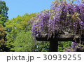 公園の藤 30939255