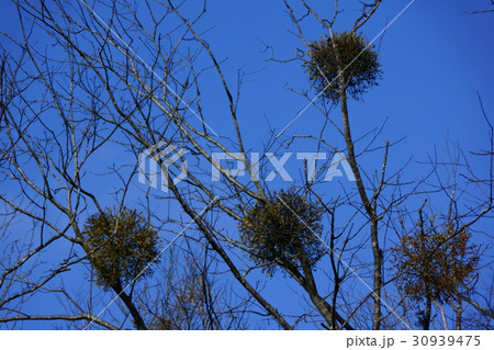 寄生木 冬のヤドリギ 寄生木 冬のヤドリギ 30939475