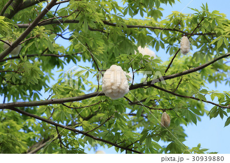 トックリキワタ トックリキワタ 30939880