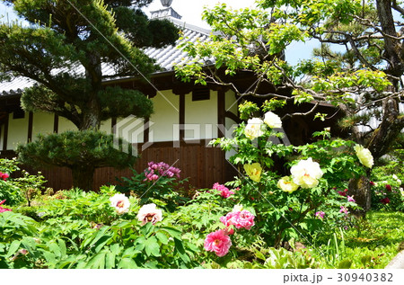 石光寺の牡丹 石光寺の牡丹 30940382