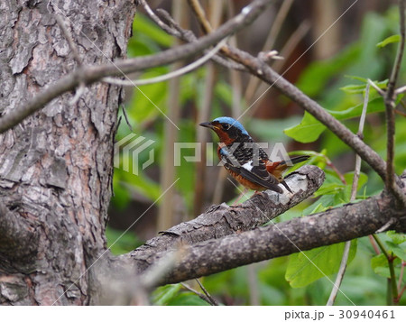 ヒメイソヒヨ 30940461