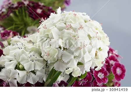 White sweet william flowers bouquet 30941459