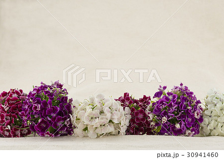 Sweet william flowers bouquet with copy space 30941460