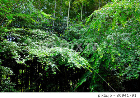 京都の旅 30941791