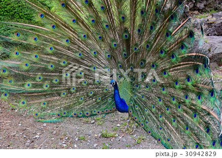 インドクジャク 30942829