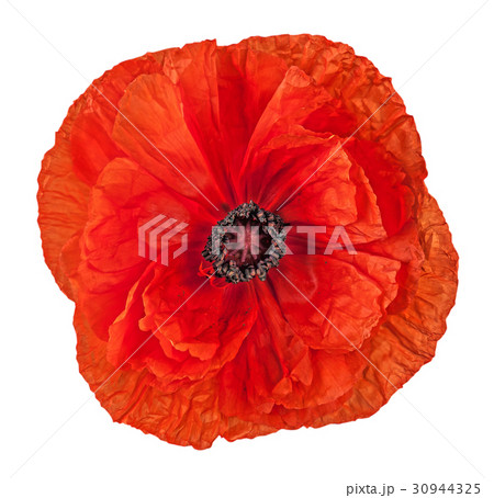 Closeup red poppy flower Closeup red poppy flower 30944325
