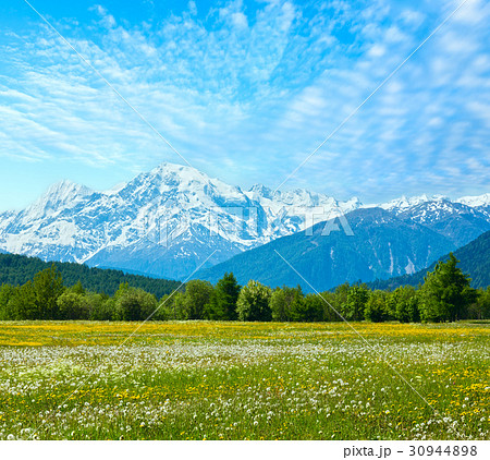 Spring dandelion mountain meadow 30944898