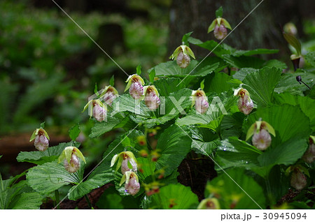 クマガイソウ 30945094