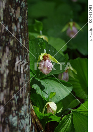 クマガイソウ クマガイソウ 30945095