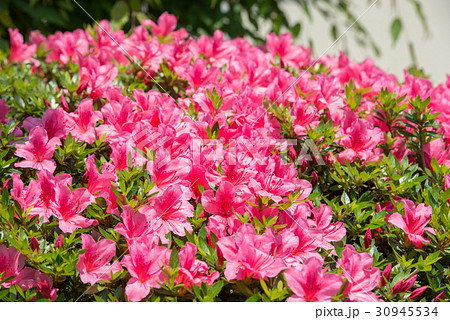 アザレア 花 赤 屋外 春 白 ピンク フラワー 植物 緑 自然 美しいの写真素材