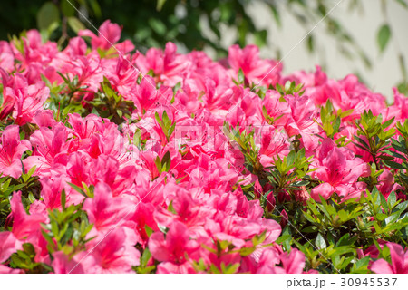 アザレア　花　赤　屋外　春　白　ピンク　フラワー　植物　緑　自然　美しい 30945537