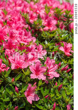 アザレア　花　赤　屋外　春　白　ピンク　フラワー　植物　緑　自然　美しい 30945539