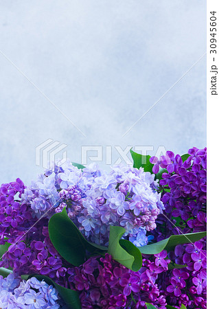 Fresh lilac flowers Fresh lilac flowers 30945604