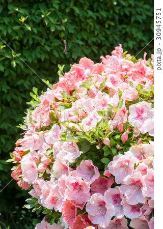 アザレア　花　赤　屋外　春　白　ピンク　フラワー　植物　緑　自然　美しい 30945751