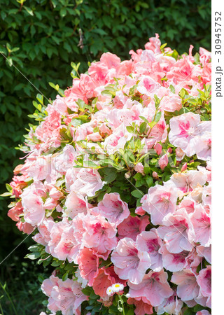 アザレア 花 赤 屋外 春 白 ピンク フラワー 植物 緑 自然 美しいの写真素材