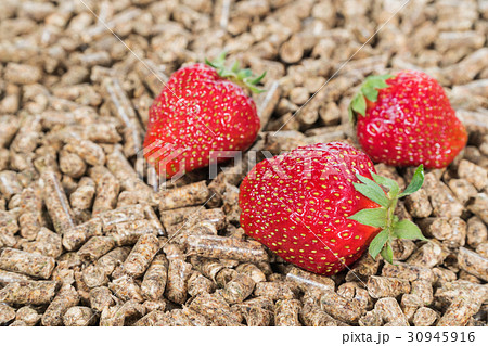 Strawberry on pressed pallets Strawberry on pressed pallets 30945916