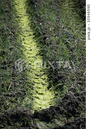 アオミドロ 醗酵 発生 水田 コケ 酸素の泡 アオコ アオミドロ 醗酵 発生 水田 コケ 酸素の泡 アオコ 30946090