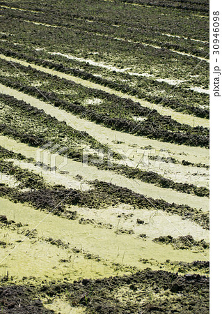 アオミドロ　 醗酵　 発生　 水田　 コケ　 酸素の泡　アオコ 30946098