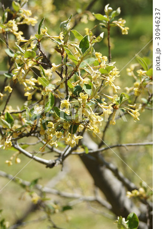 ナツグミの花 ナツグミの花 30946237