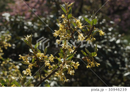 ナツグミの花　 30946239