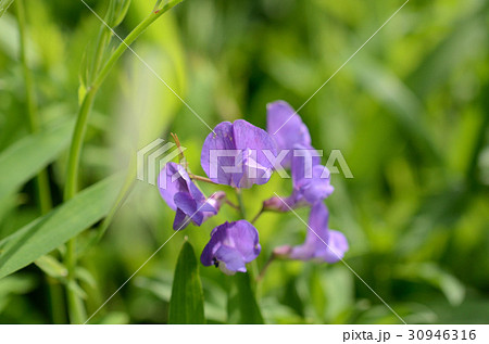 レンリソウ・連理草 レンリソウ・連理草 30946316