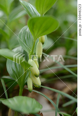 ヒメイズイ・姫委ずい 30946323