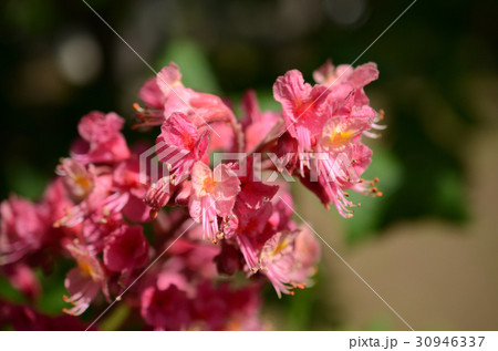 ベニバナトチノキ・紅花栃の木 ベニバナトチノキ・紅花栃の木 30946337