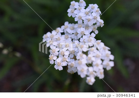 セイヨウノコギリソウ 西洋鋸草の白い花の写真素材