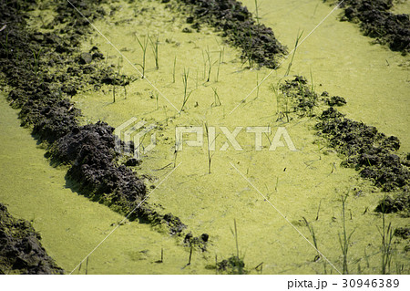 アオミドロ　 醗酵　 発生　 水田　 コケ　 酸素の泡　アオコ 30946389