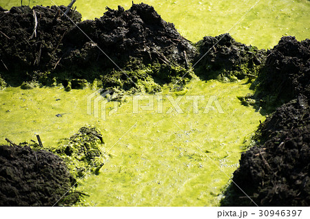 アオミドロ　 醗酵　 発生　 水田　 コケ　 酸素の泡　アオコ 30946397