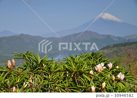 シャクナゲ咲く、箱根大観山から富士山 シャクナゲ咲く、箱根大観山から富士山 30946582
