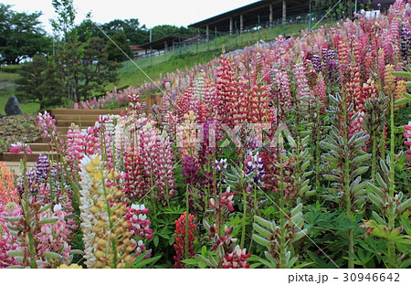 ルピナス 30946642