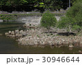 ダム湖の茶坊主 30946644