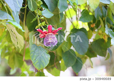 トケイソウ　パッシフローラアラタの花 30946689