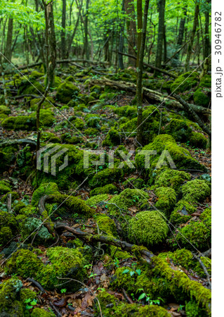 新緑 青木ヶ原樹海 新緑 青木ヶ原樹海 30946782