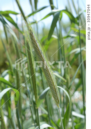 ライムギ・ライ麦 30947044