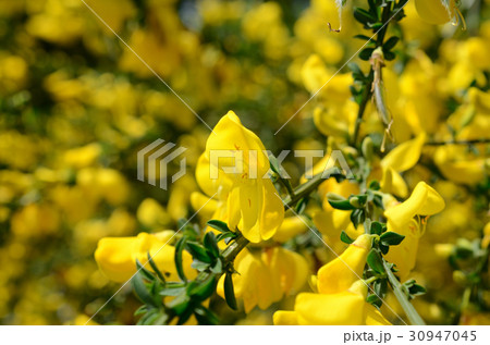 エニシダ・金雀枝 30947045